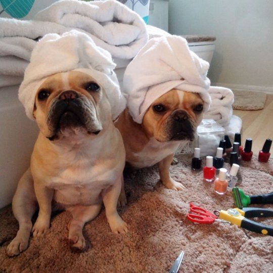 Image result for dogs at the spa