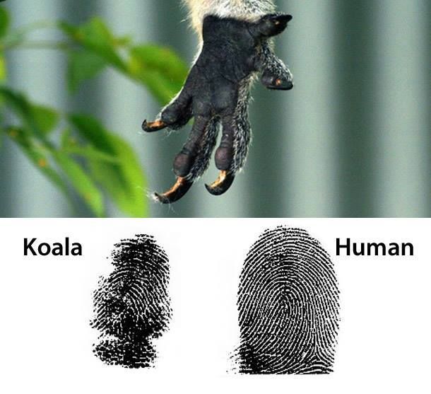 The fingerprints of a koala are so indistinguishable from humans ...