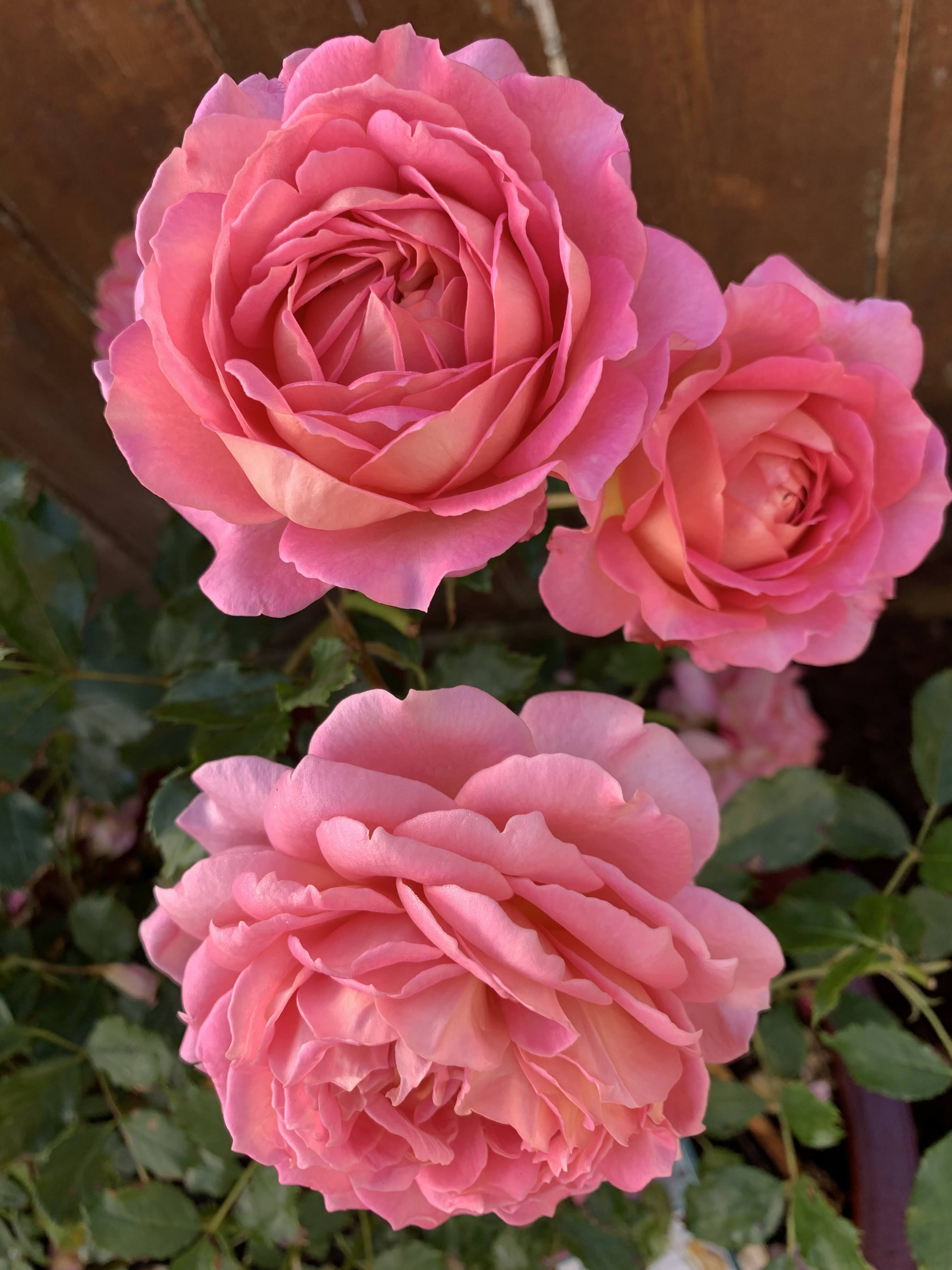 Vườn hoa thủy tinh triệu đô khoe sắc bốn mùa trên đỉnh đồi của kỹ sư điện toán gốc Việt định cư ở Mỹ gần 30 năm - Hình 36