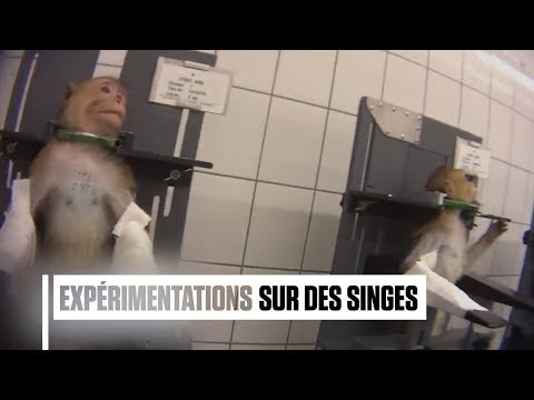 Une vidéo choc d'une association animaliste allemande montre des actes de torture sur des singes