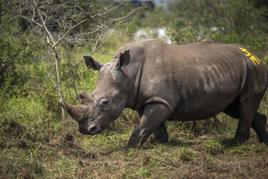 The translocation of 70 southern white rhino to Akagera National Park