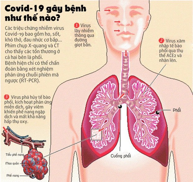 [Infographic] Đây là cách virus Covid-19 tàn phá cơ thể người - Ảnh 2.