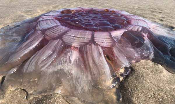 Une méduse “extraterrestre” toujours vivante retrouvée sur une plage en Nouvelle Zélande