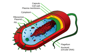 A diagram of a typical prokaryotic cell. This ...