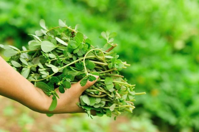 5 loại cây mọc hoang tại Việt Nam, sang nước ngoài trở thành “thần dược” đắt giá - 15