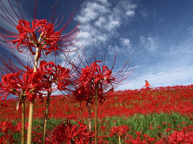 Cảnh sắc đẹp như tranh vẽ của mùa hoa bỉ ngạn nở đỏ rực trời Nhật Bản - 2