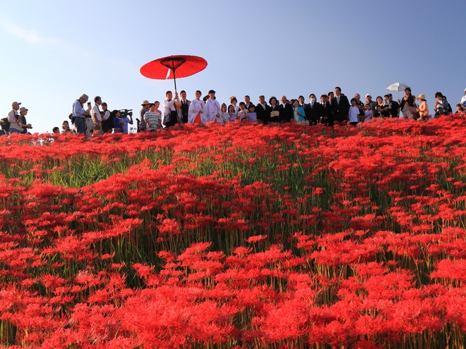 Cảnh sắc đẹp như tranh vẽ của mùa hoa bỉ ngạn nở đỏ rực trời Nhật Bản - 5