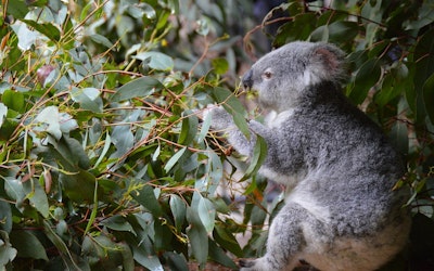 Koala-spotting drones proves a flying success