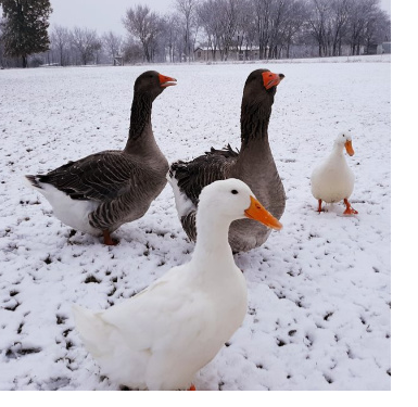 Two geese and two ducks waddling in a backyard covered in snow. Winter eggs