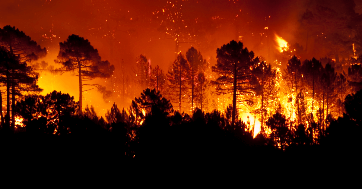 Les incendies de forêt sont-ils provoqués par le réchauffement climatique ?