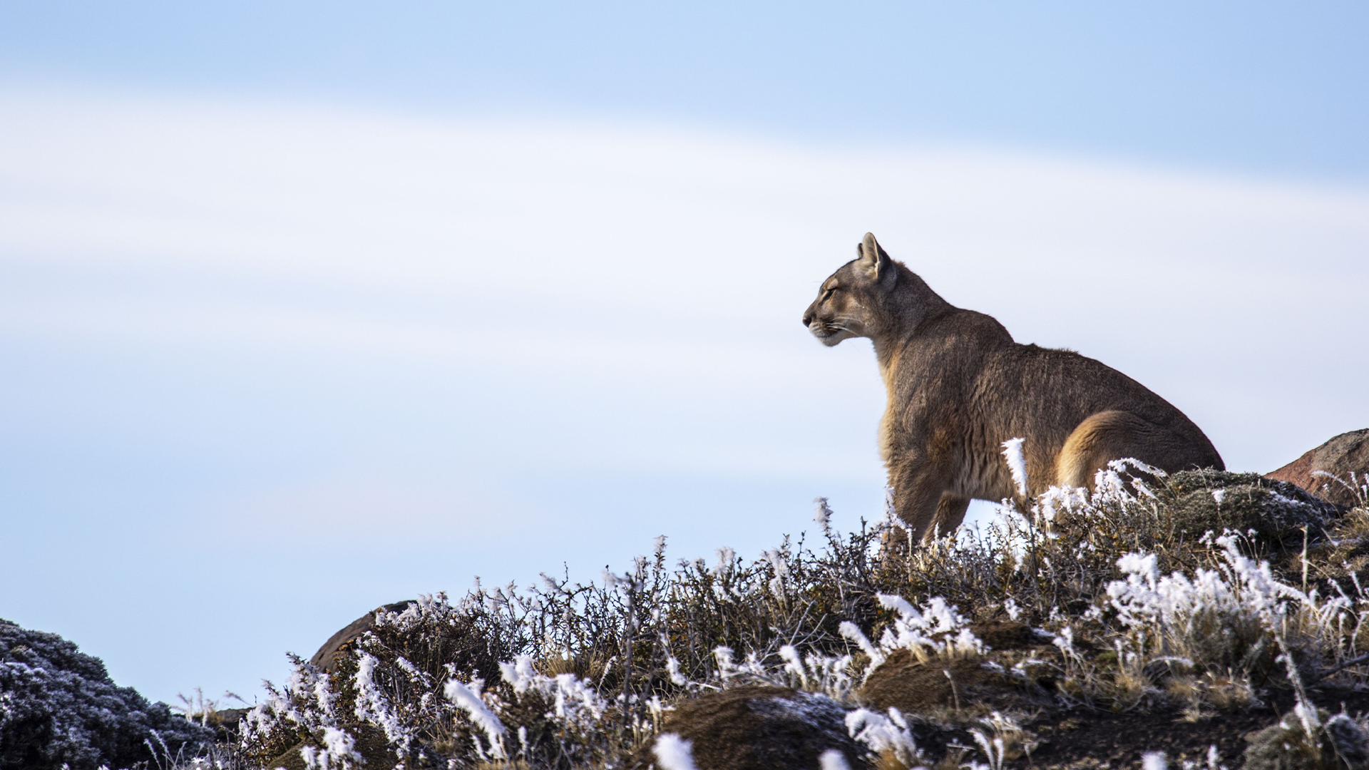 Pumas: Legends of the Ice Mountains