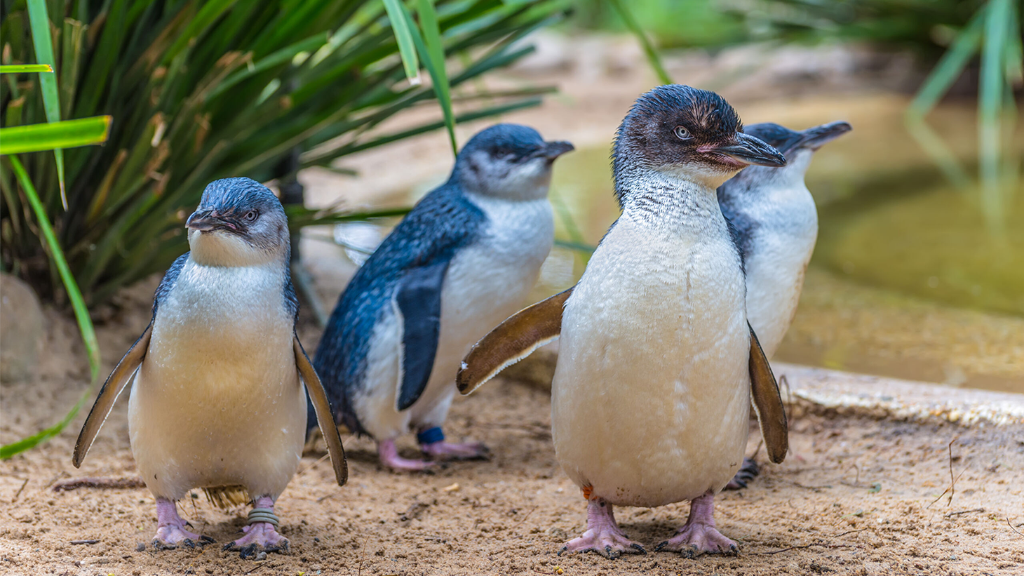 Penguins: Meet the Family