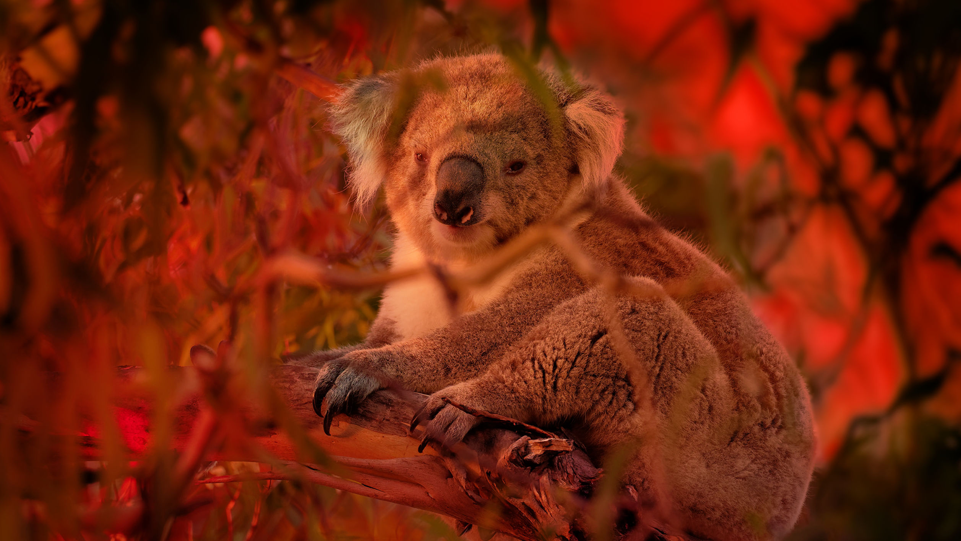 Australian Bushfire Rescue