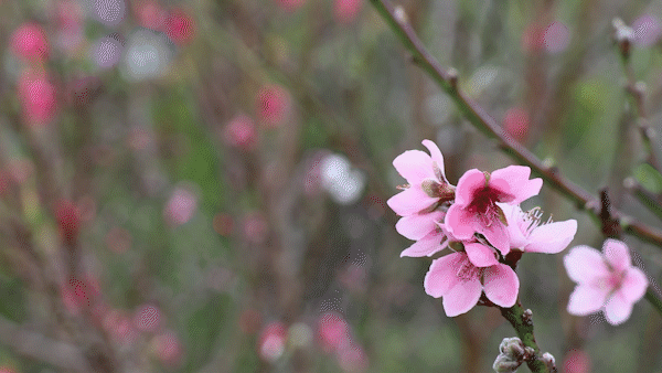 Độc lạ hoa đào Nhật Tân 3 màu khoe sắc ở Đà Lạt | BÁO SÀI GÒN GIẢI PHÓNG