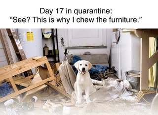 Day 17 in quarantine: See? This is why I chew the furniture ...