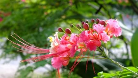 Amazon.com: 20 SEEDS PINK PRIDE OF BARBADOS CAESALPINIA ......