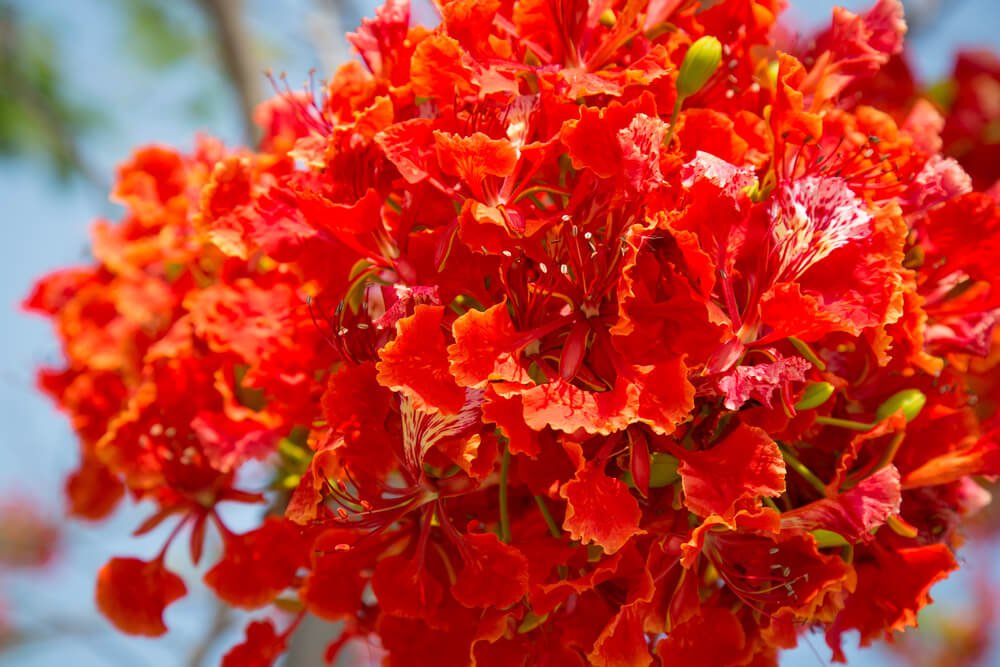 VasuWorld Beautiful Flower Delonix Regia, Gulmohar Tree Seeds ...