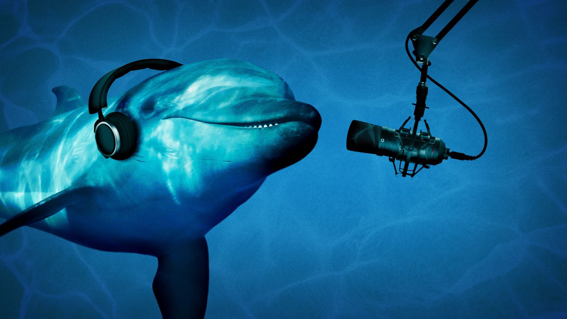 Illustration of a dolphin wearing podcasting equipment.