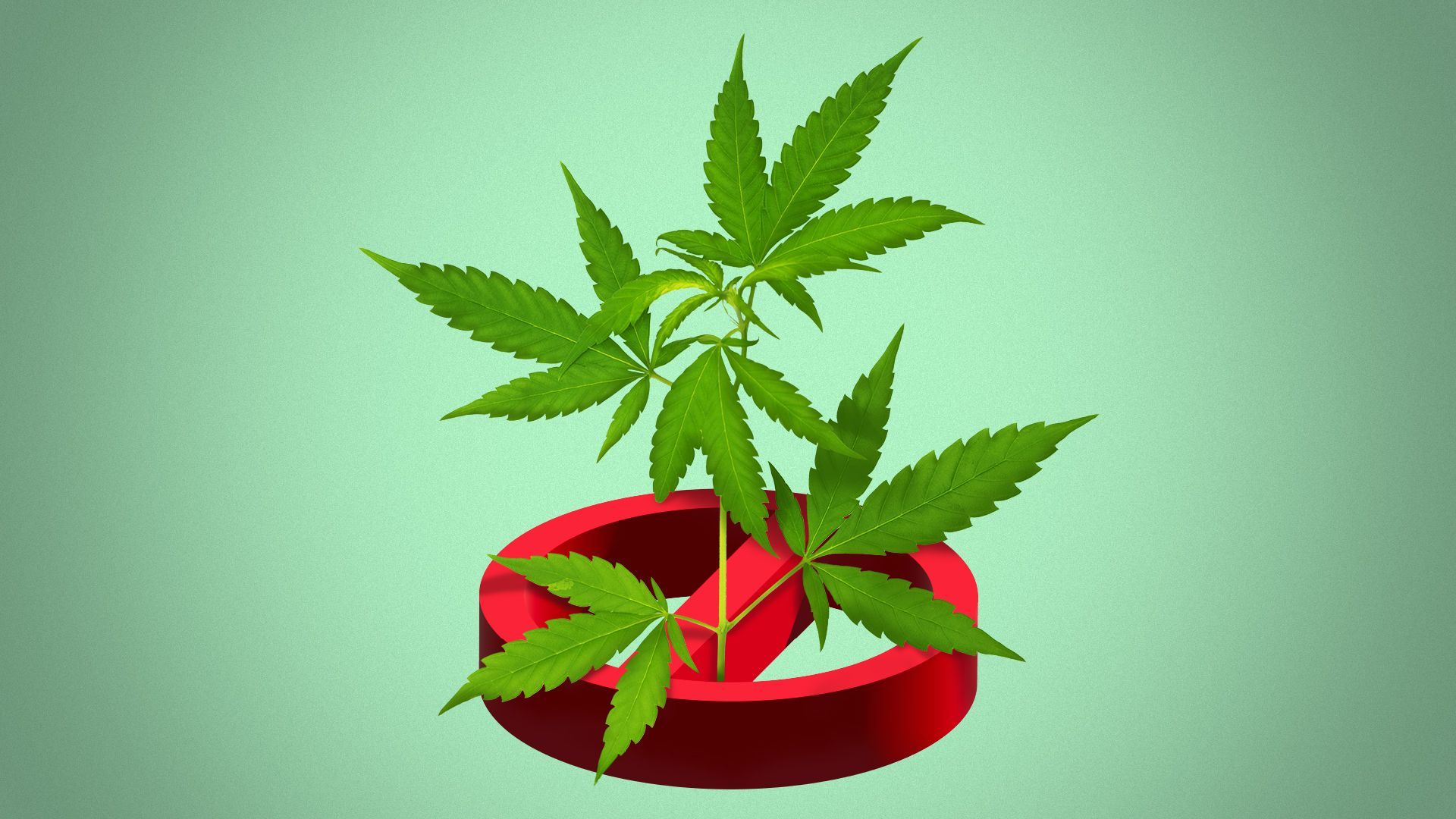 Illustration of a marijuana plant growing through a 