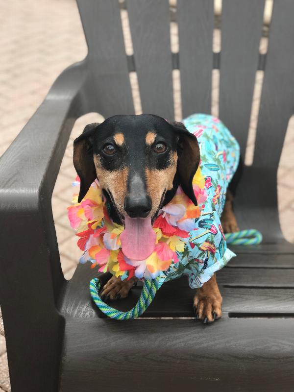 Image result for dachshunds in hawaiian shirts