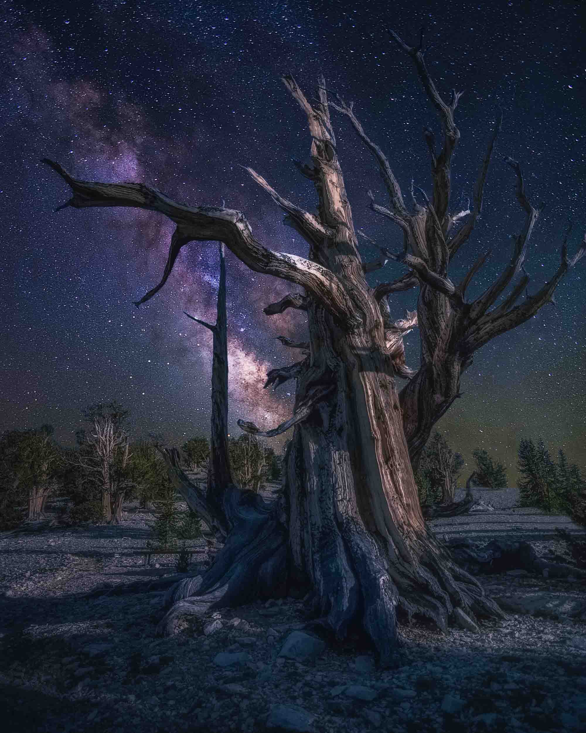 Ancient Bristlecone Milky Way in Eastern Sierras California