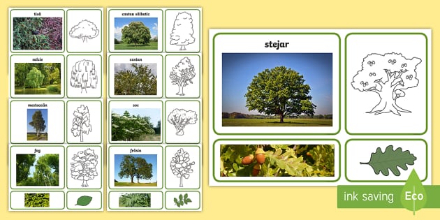 Copacii și frunzele lor Activitate de punere în corespondență