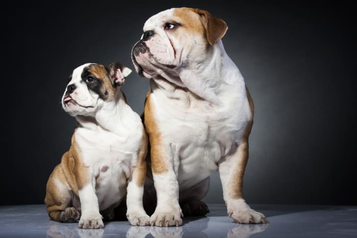 A pair of bulldogs pose for a portrait