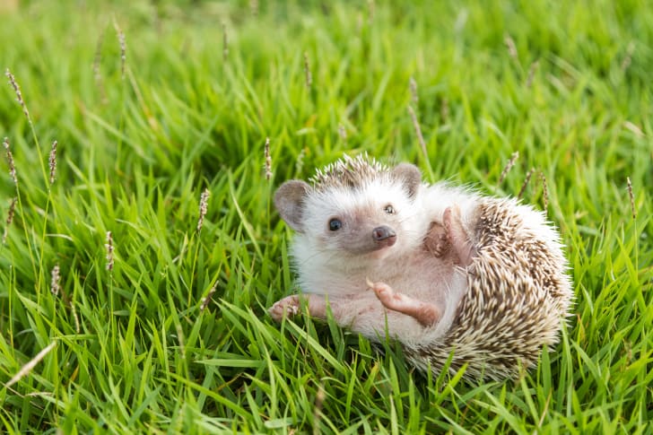 Hedgehog laying in the grass.