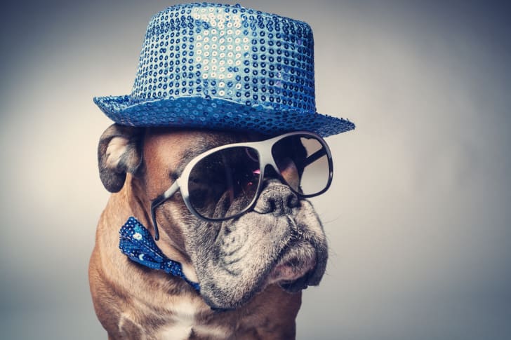 Dog in a sequin fedora and sunglasses