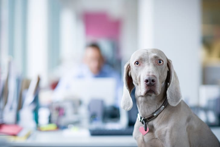 A Weimaraner at the office