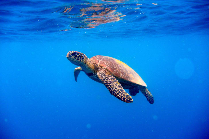 A green turtle approaching the surface of the water