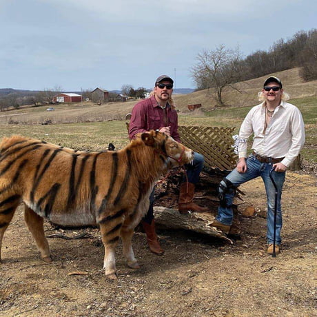 A couple of Farmers painted their cow and staged a #TigerKing photo shoot... This is why the Internet was invented