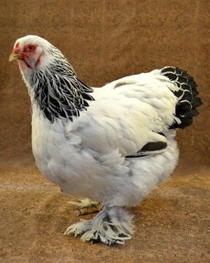 Brahma Chicken IHBW