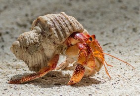 hermit crab hermit crab