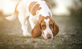 hound dog hound dog