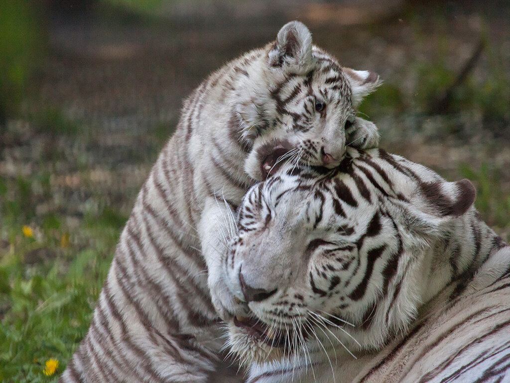 0_c5792_ba1996bb_orig.jpeg 0_c5792_ba1996bb_orig.jpeg