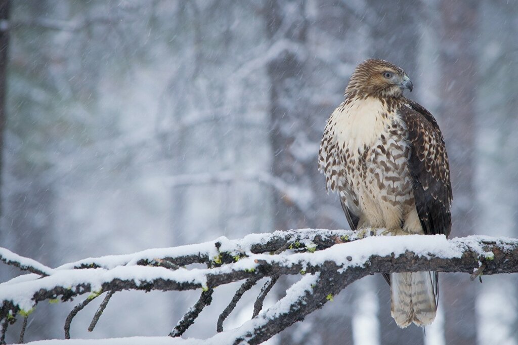Winter_Birds_Hawk_Red-tailed_hawk_Branches_Snow_520642_1280x853.jpg