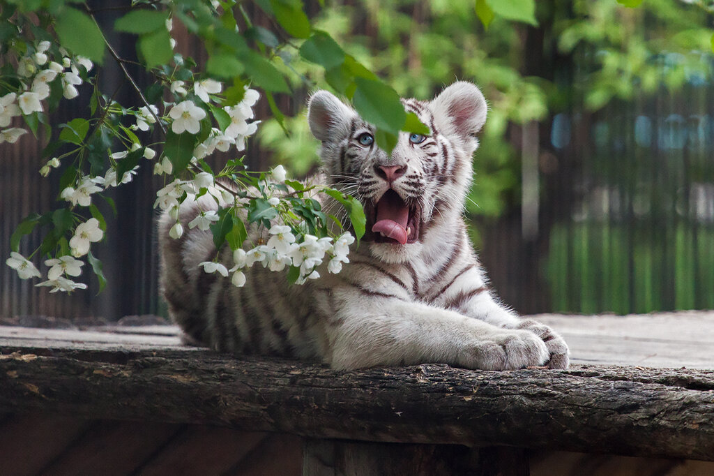 0_c4fcc_f4164cdf_orig.jpeg 0_c4fcc_f4164cdf_orig.jpeg