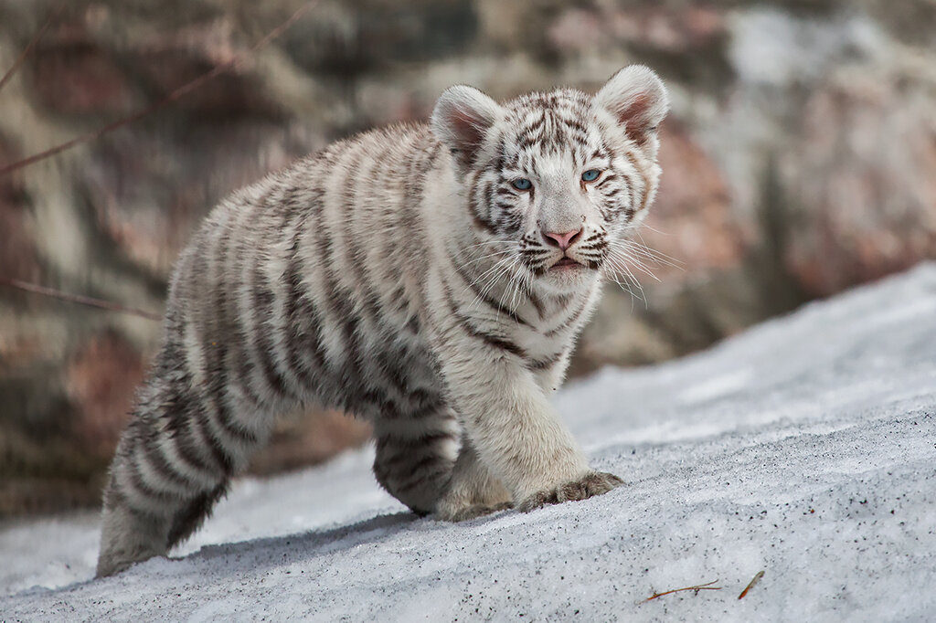 0_c342c_f000566f_orig.jpeg 0_c342c_f000566f_orig.jpeg