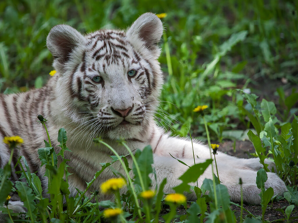 0_c52af_d74c7fee_orig.jpeg 0_c52af_d74c7fee_orig.jpeg