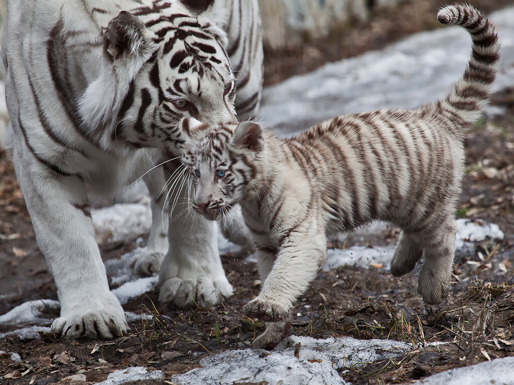 0_c343c_ebae1545_orig.jpeg 0_c343c_ebae1545_orig.jpeg