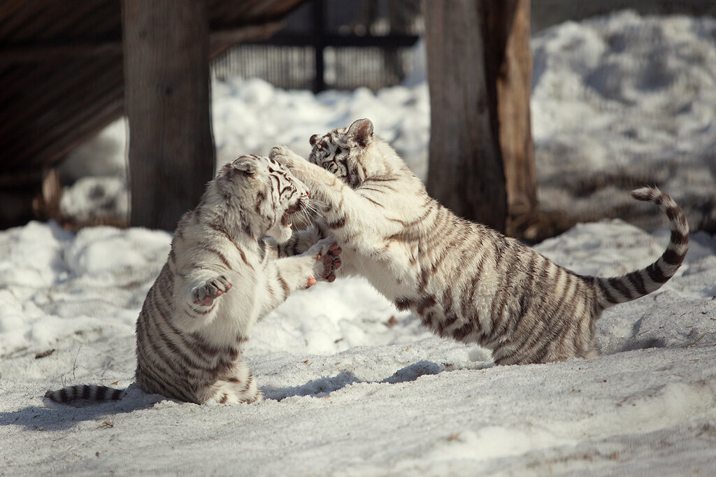 0_844f9_4cc9eb5f_-1-orig.jpeg 0_844f9_4cc9eb5f_-1-orig.jpeg