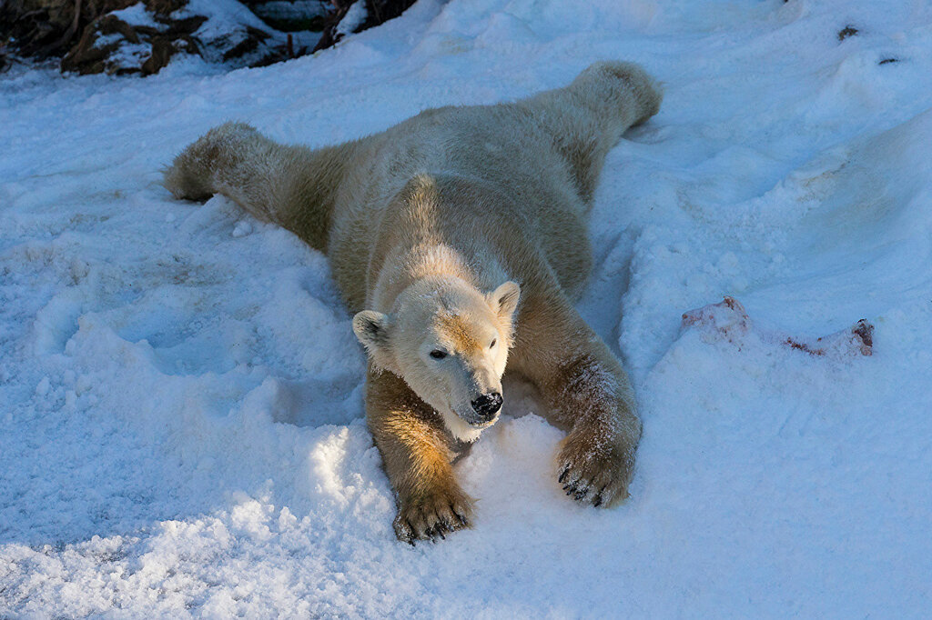 Winter_Bears_Polar_bears_511911.jpg