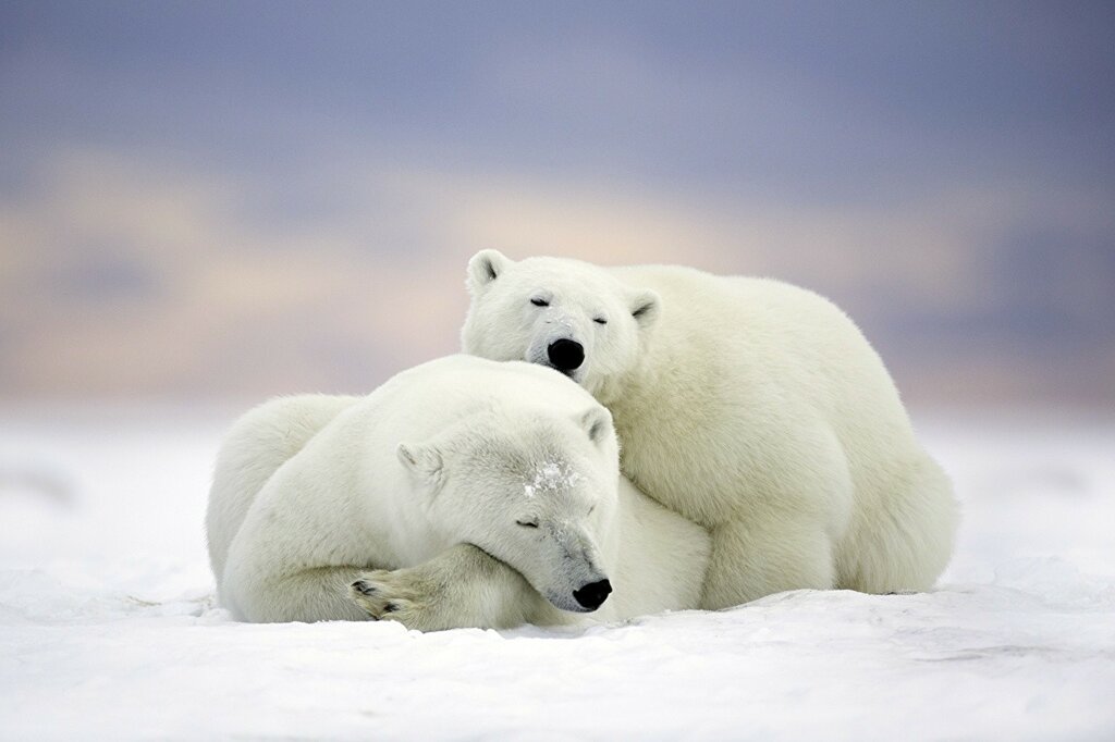 Winter_Polar_bears_Snow_511867.jpg