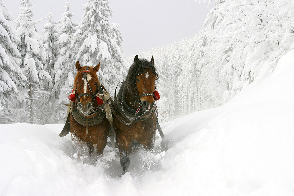 Horses_Winter_Snow_Two_502751.jpg