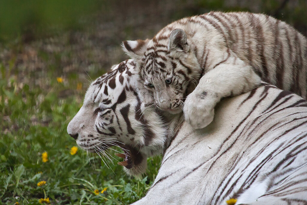 0_c5793_5ebb69e7_orig.jpeg 0_c5793_5ebb69e7_orig.jpeg