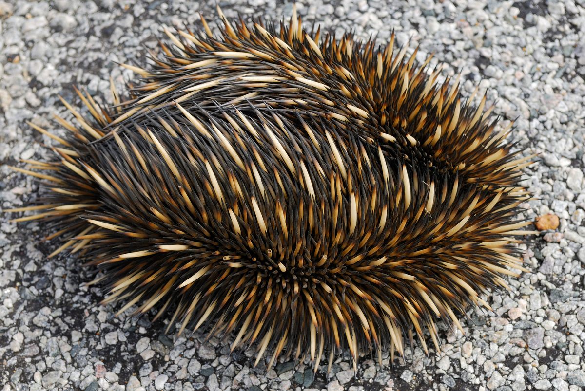 If it feels threatened, an echidna jazz hands itself into the ground until only its spiny back is exposed, thwarting both predators and scientists trying to study the animals.
