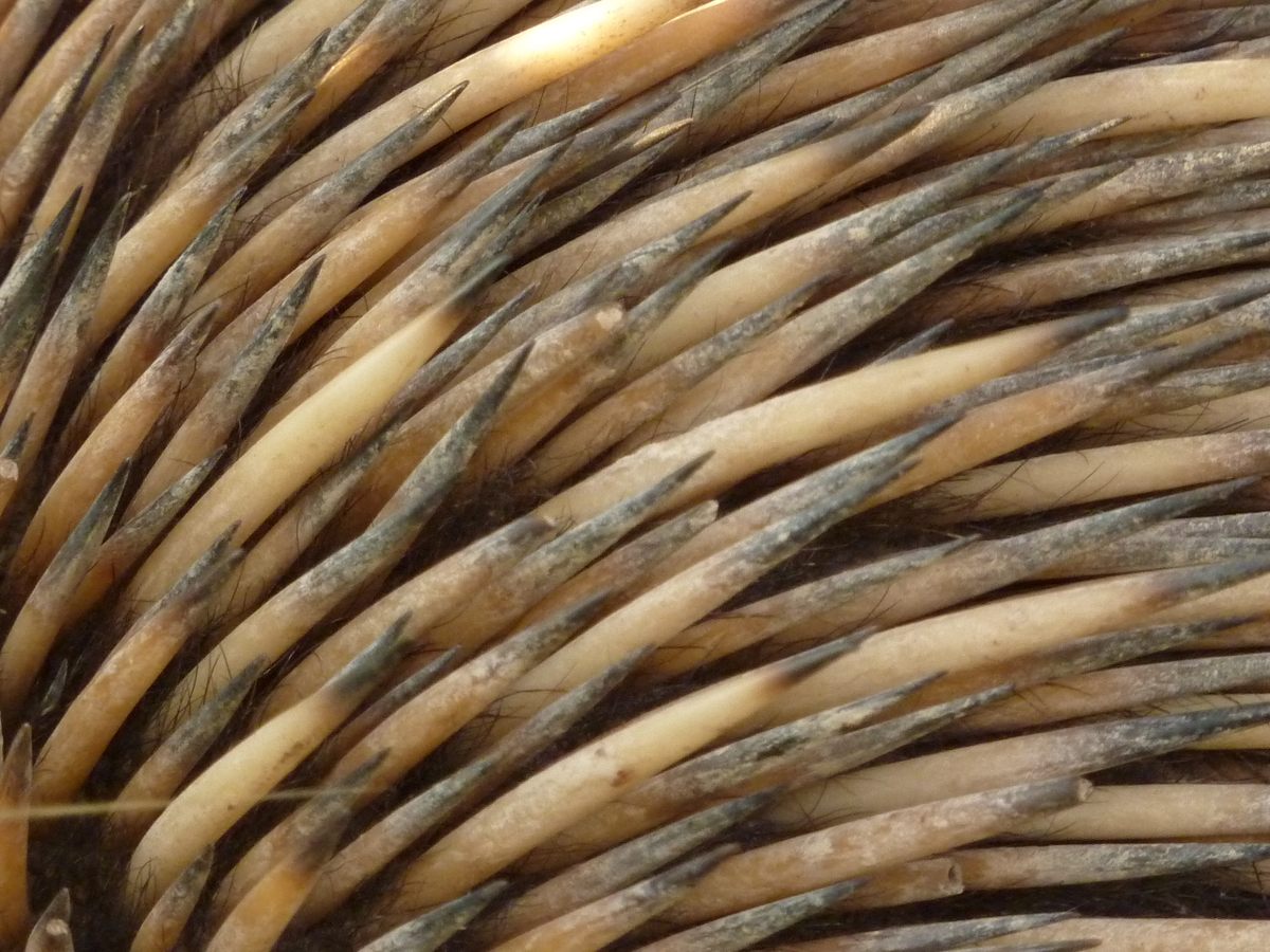 Close-up of echidna spines.