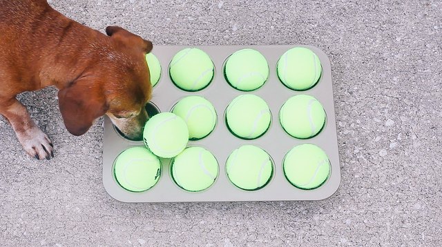 Dog pushing tennis ball off muffin pan