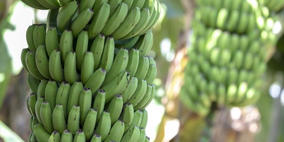 5. Un almidón presente en el plátano, avena, pasta o guisantes puede prevenir la aparición del cáncer
